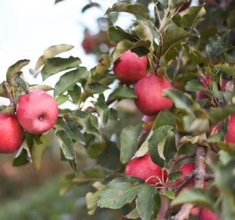 John Cripps, creator of the Pink Lady® apple, passes away aged 95